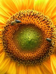 Diploma - Urna kazalca - Ljubo Jančič